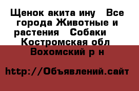 Щенок акита ину - Все города Животные и растения » Собаки   . Костромская обл.,Вохомский р-н